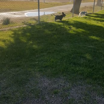 Dog Park at Friendship Park photo 2